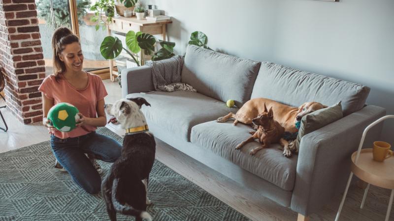 Best Upholstery Fabric for Pets Ultimate Guide for Homes with pets Calgary Interiors