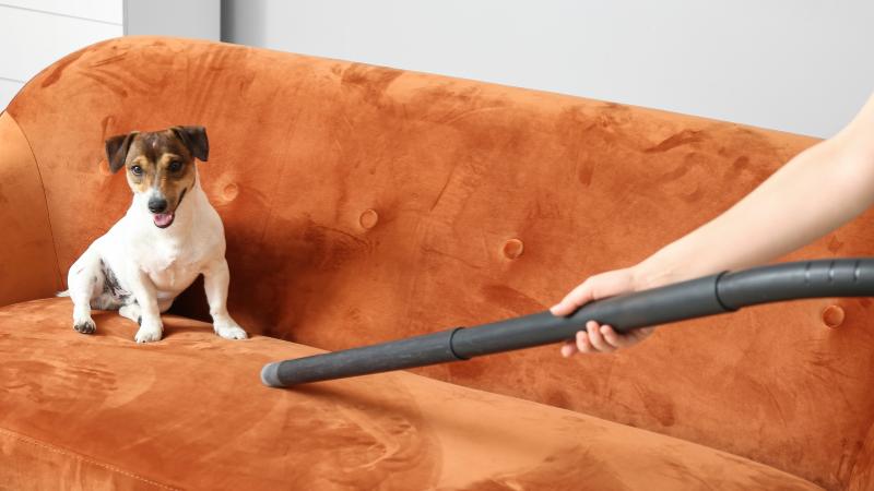 Best Upholstery Fabric for Pets - Calgary Interiors (2)