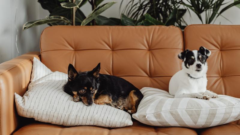 Best Upholstery Fabric for Pets - Calgary Interiors