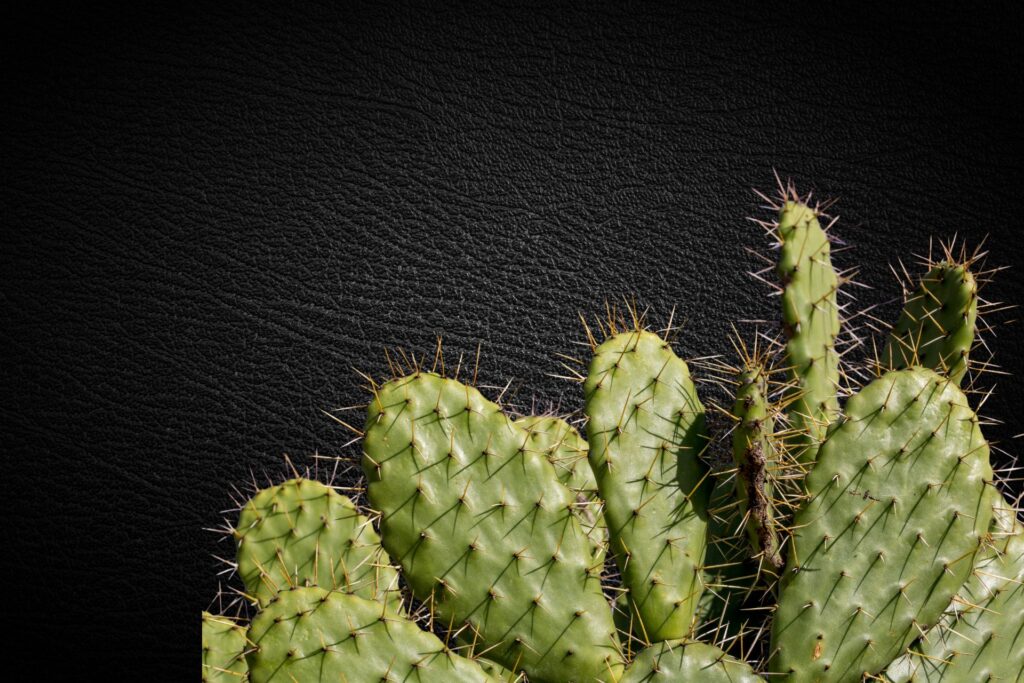 Vegan Leather Calgary: Sofas That Don’t Feel Fake